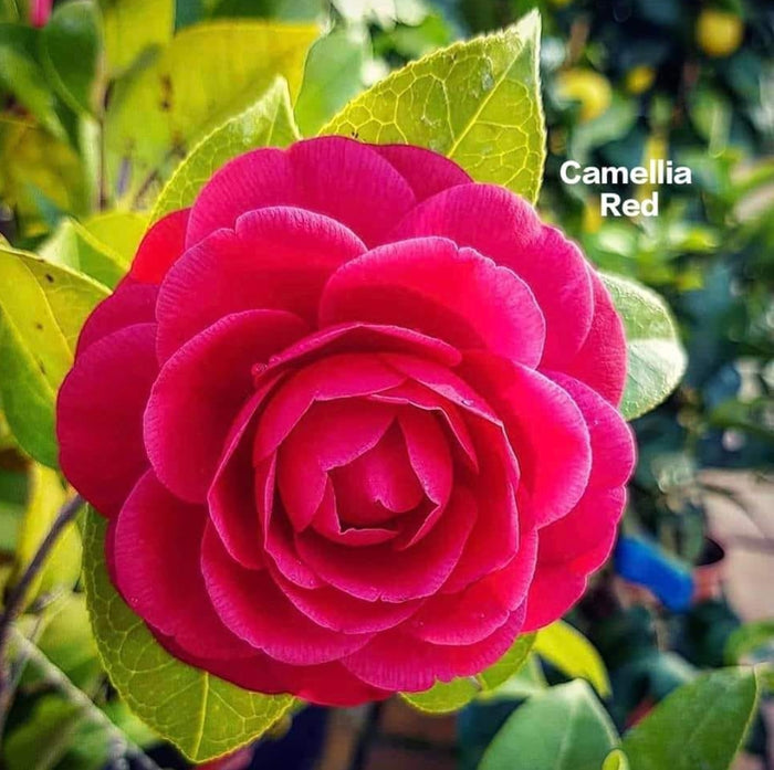 Camelia Red