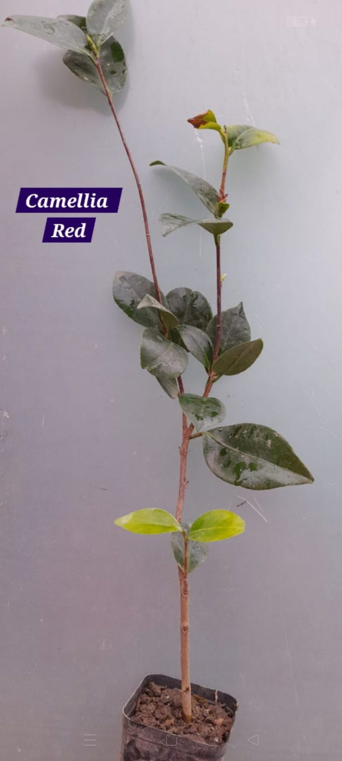Camelia Red