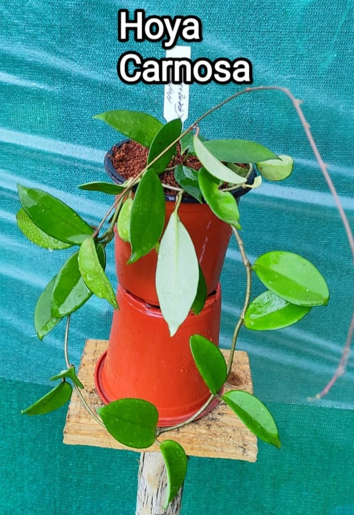 Carnossa Hoya pink