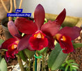 Cattleya 8 Orchid