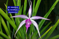 Cattleya 9 Orchid