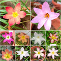 Cheapest price rain Lily bulb combo