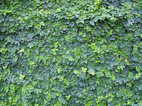 Chipkali Bel (Ficus Repens) – Live Wall Creeper Plant | Creeping Fig Climber for Walls