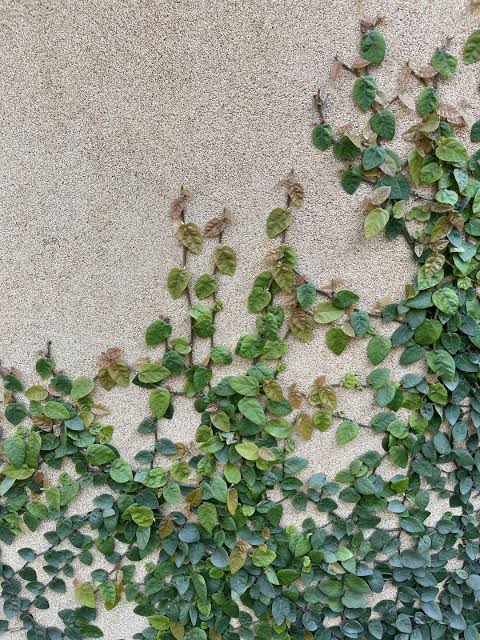 Chipkali Bel (Ficus Repens) – Live Wall Creeper Plant | Creeping Fig Climber for Walls