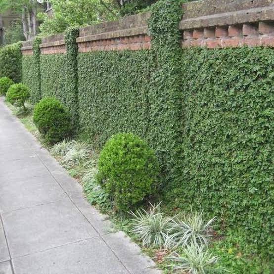 Chipkali Bel (Ficus Repens) – Live Wall Creeper Plant | Creeping Fig Climber for Walls