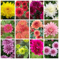 Chrysanthemum (Guldaudi Plants) (combo 12 pcs)
