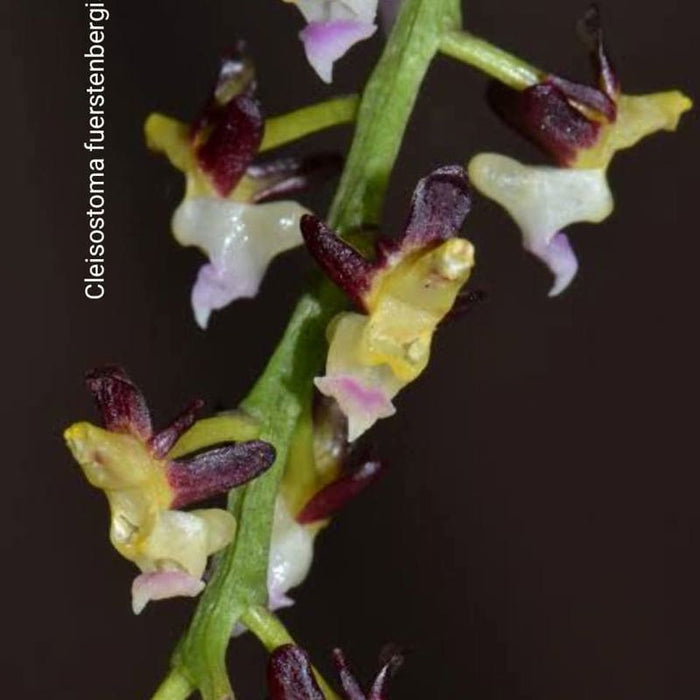Cleisostoma fuerstenbergianum (Fuerstenberg’s Cleisostoma Orchid)