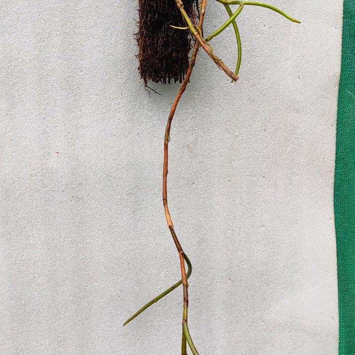Cleisostoma fuerstenbergianum (Fuerstenberg’s Cleisostoma Orchid)