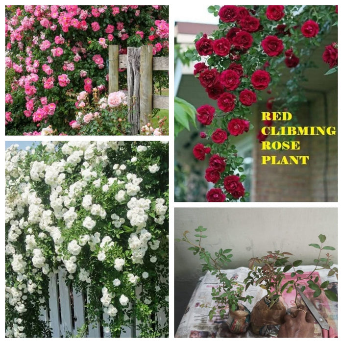 Climbing rose