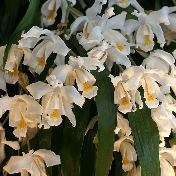 Coelogyne cristata (Crested Coelogyne Orchid)