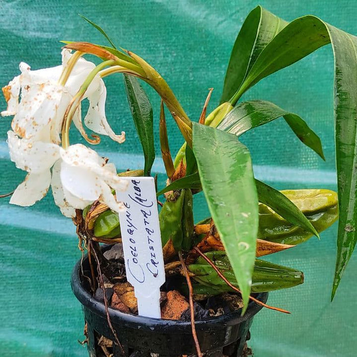 Coelogyne cristata var. alba (White Crested Coelogyne)