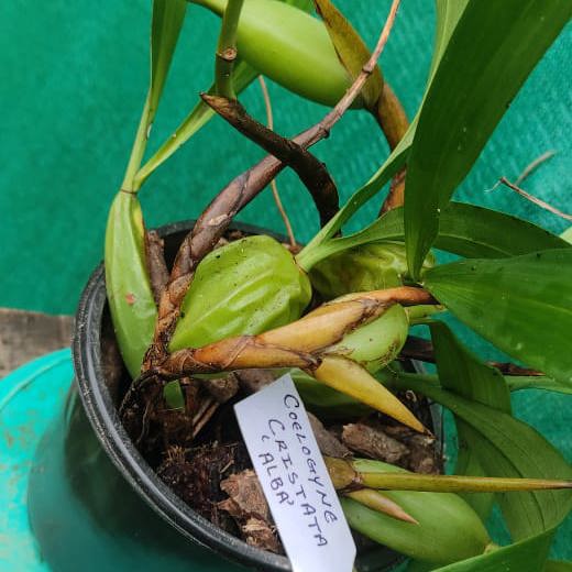 Coelogyne cristata var. alba (White Crested Coelogyne)