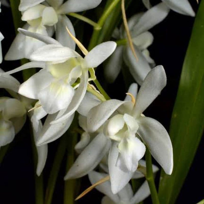 Coelogyne Nitida Alba