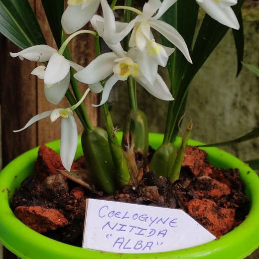 Coelogyne Nitida Alba