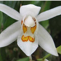 Coelogyne Nitida