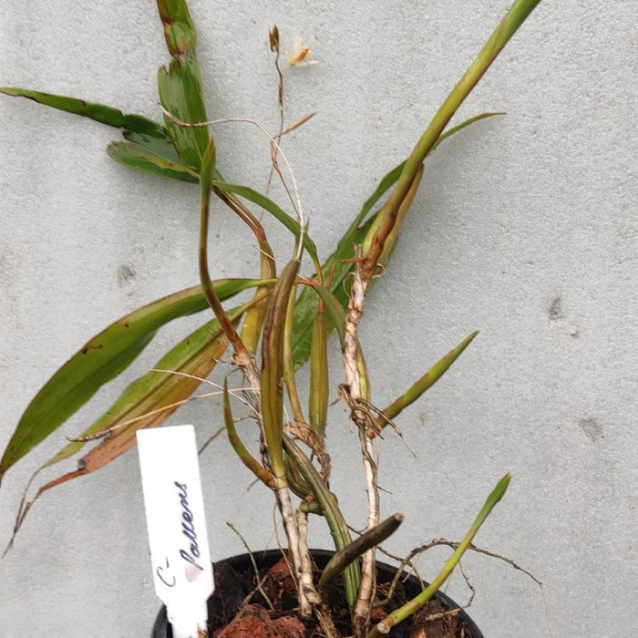 Coelogyne pallens (Pale Coelogyne Orchid)