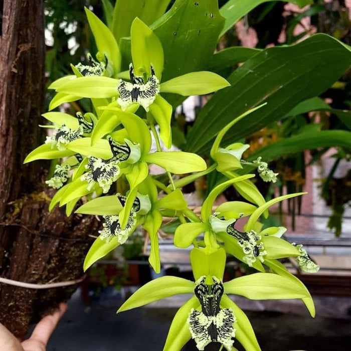 Coelogyne pandurata (Black-Lip Coelogyne Orchid)