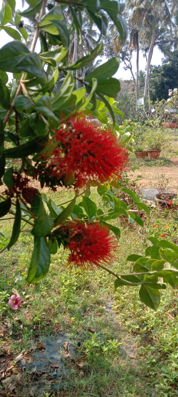 Combretum Roundifolium Plant | Burning Bush Creeper | Red Cluster Vine