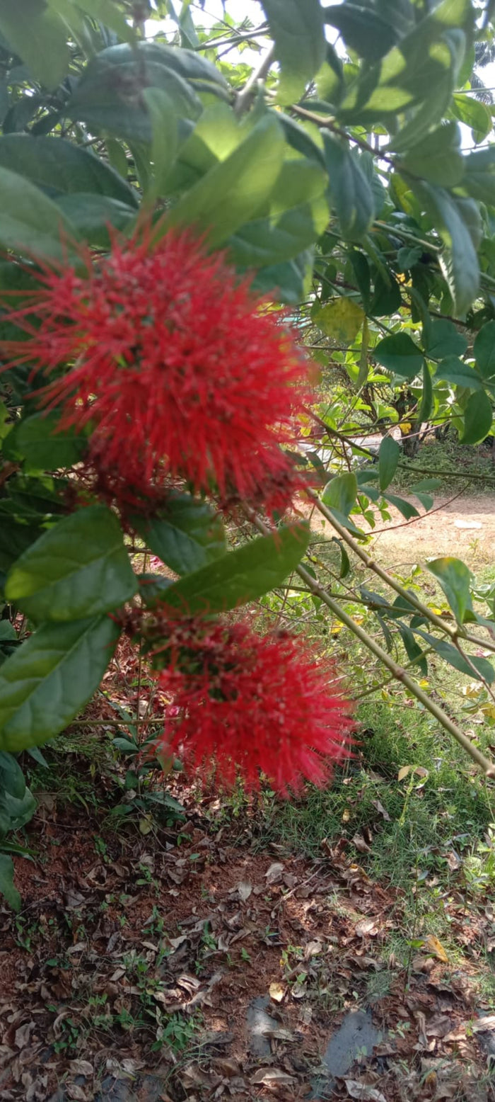 Combretum Roundifolium Plant | Burning Bush Creeper | Red Cluster Vine