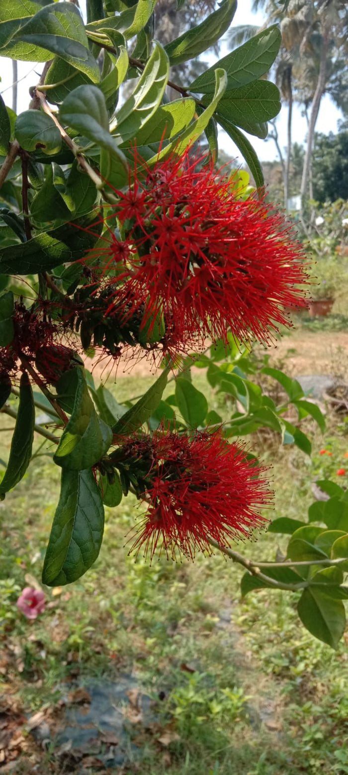 Combretum Roundifolium Plant | Burning Bush Creeper | Red Cluster Vine