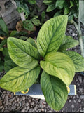 Culcasia Manii Plant (Semishade)