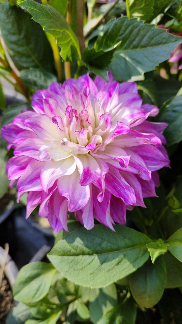 Dahlia Flower Bulbs – Multicolor Big Blooming Flowers | Easy Grow Garden Bulbs | Buy Online India | Ashiyana Store