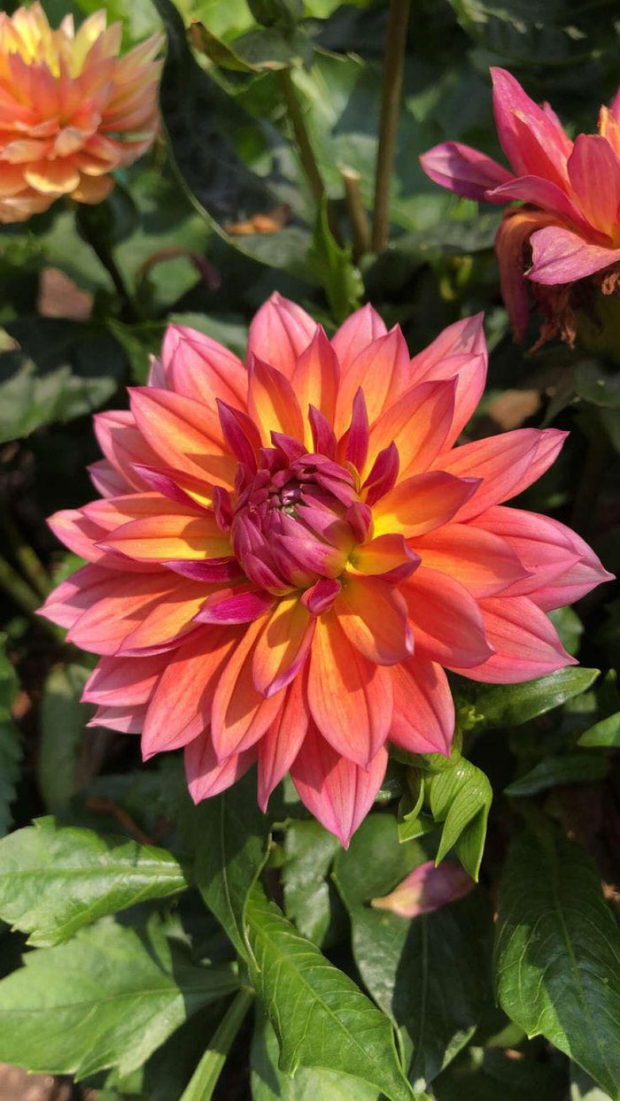 Dahlia Flower Bulbs – Multicolor Big Blooming Flowers | Easy Grow Garden Bulbs | Buy Online India | Ashiyana Store
