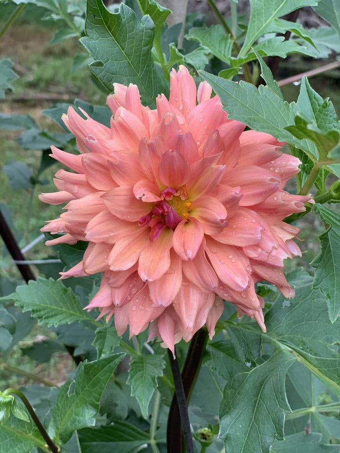 Dahlia Flower Bulbs – Multicolor Big Blooming Flowers | Easy Grow Garden Bulbs | Buy Online India | Ashiyana Store