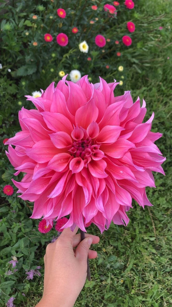 Dahlia Flower Bulbs – Multicolor Big Blooming Flowers | Easy Grow Garden Bulbs | Buy Online India | Ashiyana Store