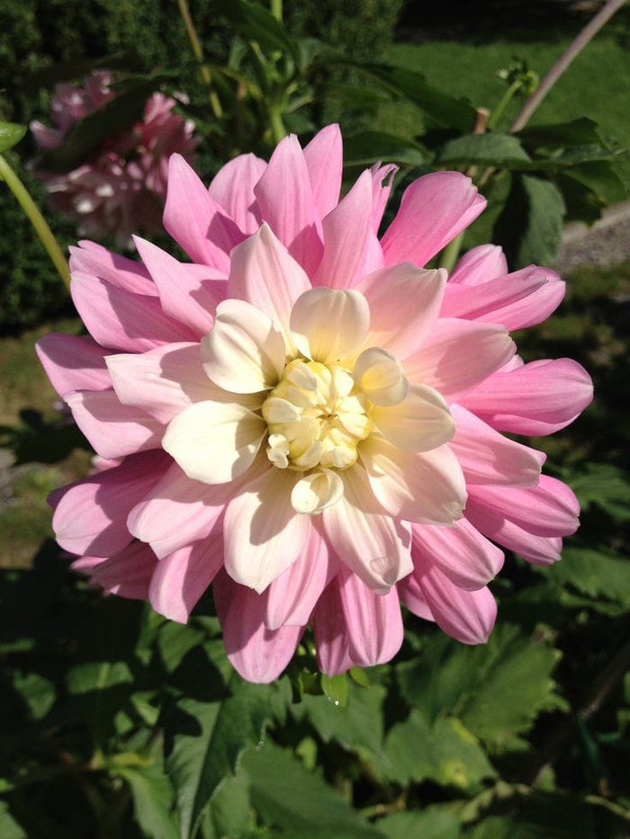 Dahlia Flower Bulbs – Multicolor Big Blooming Flowers | Easy Grow Garden Bulbs | Buy Online India | Ashiyana Store
