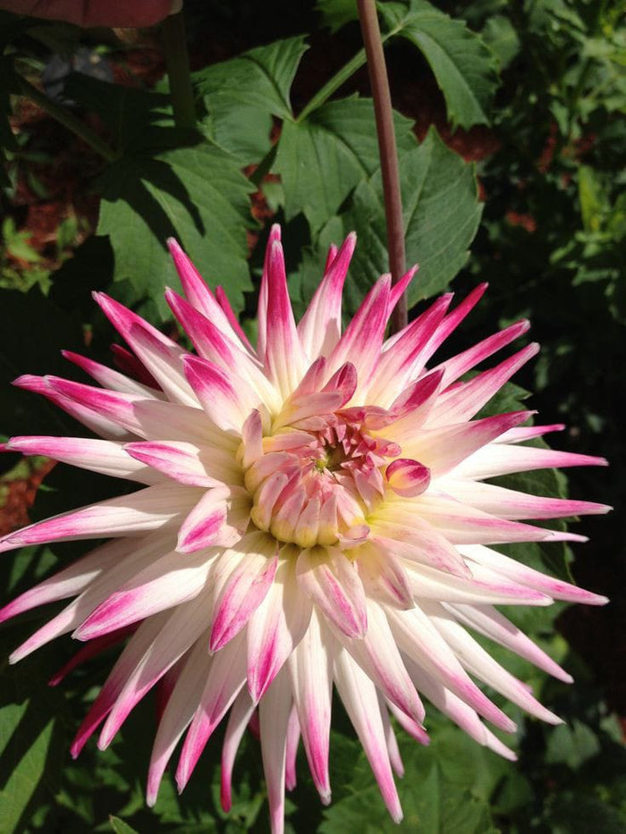Dahlia Flower Bulbs – Multicolor Big Blooming Flowers | Easy Grow Garden Bulbs | Buy Online India | Ashiyana Store