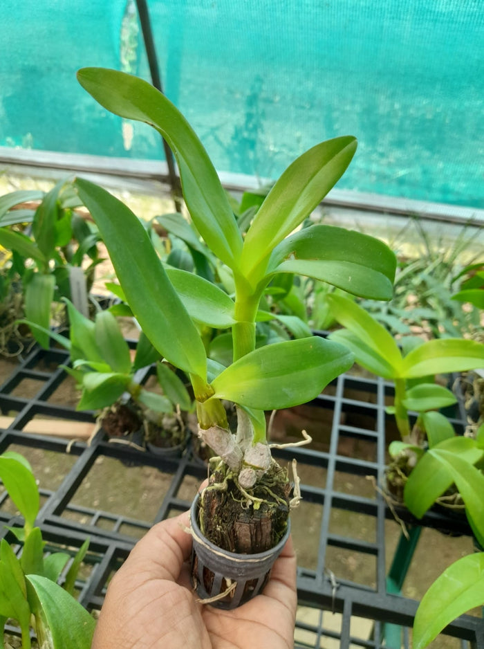 Dendrobium 11 Gold Yellow Orchid
