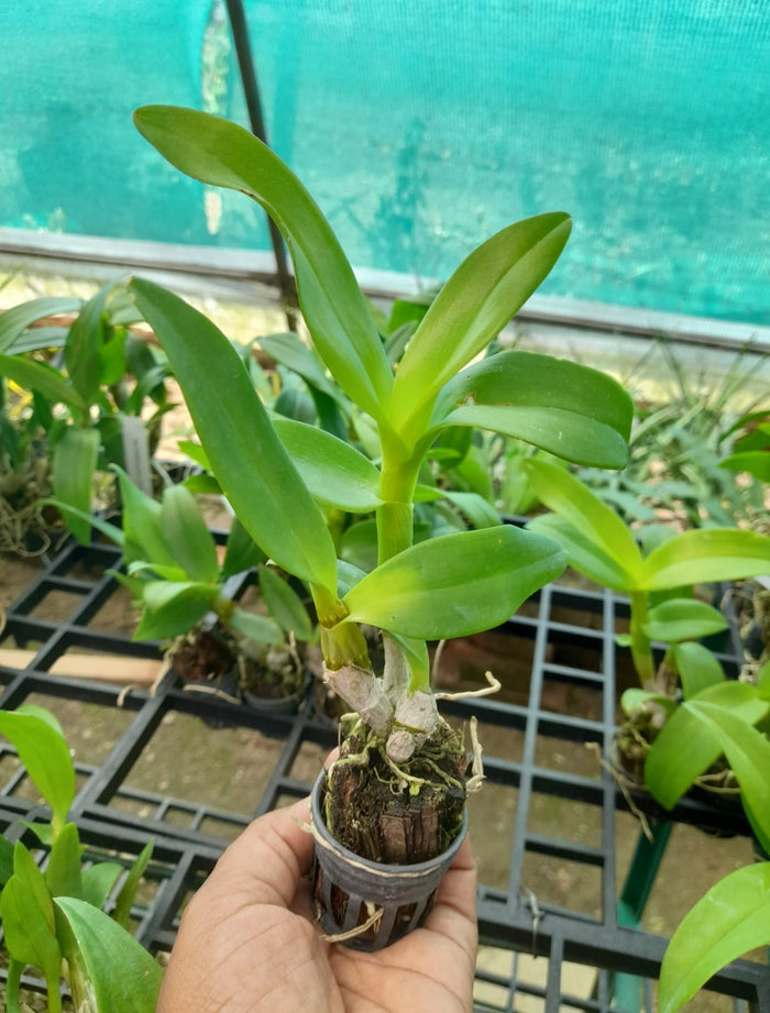 Dendrobium 2 Orchid