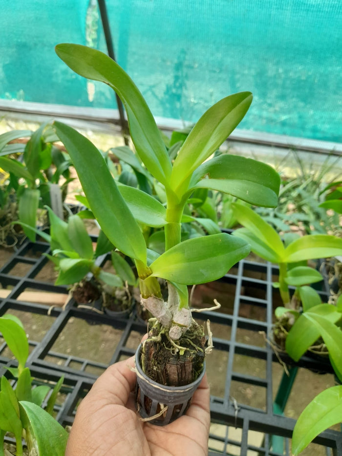 Dendrobium 21 tone pink