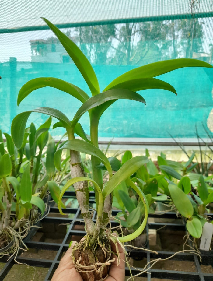 Dendrobium 3 Boonchai Gold Orchid