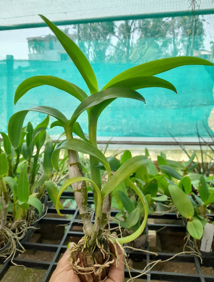 Dendrobium 8 Junior LD