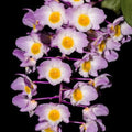 Dendrobium amabile (Charming Dendrobium)