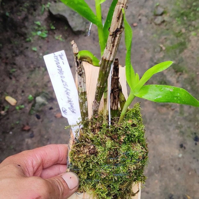 Dendrobium amethystoglossum (Amethyst-Lipped Dendrobium)