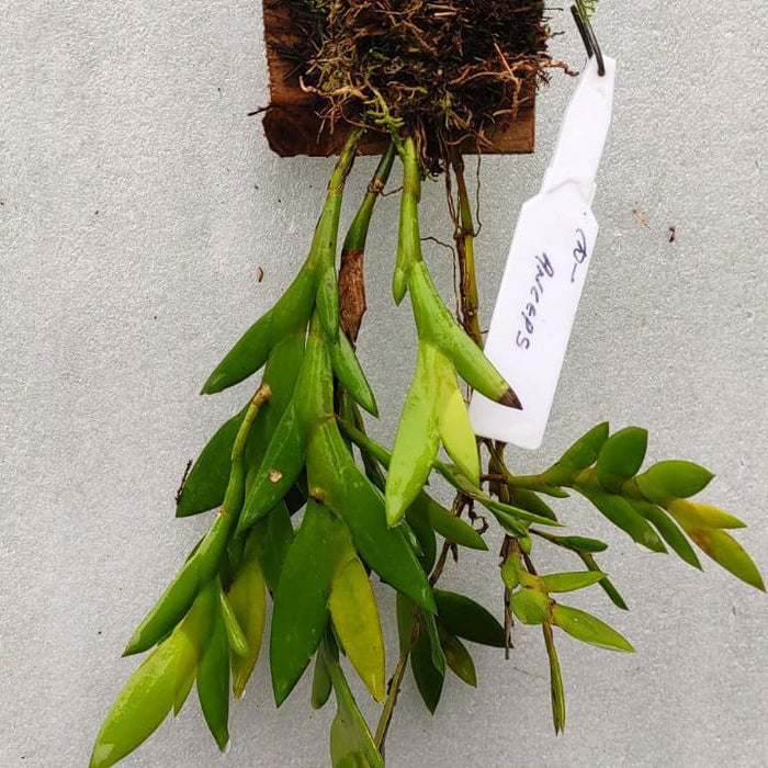 Dendrobium anceps (Slender Dendrobium)