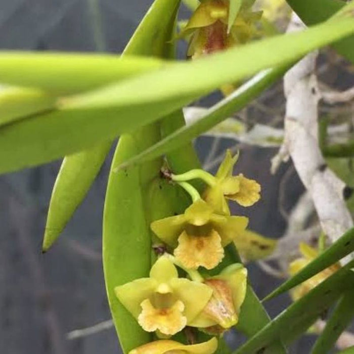 Dendrobium anceps (Slender Dendrobium)