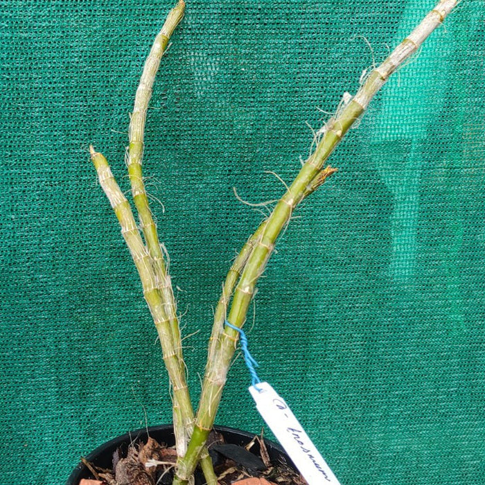 Dendrobium Anosmum Semi