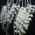 Dendrobium Anosmum Var. alba