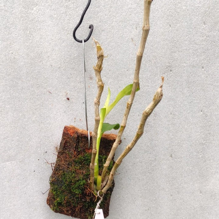 Dendrobium aphyllum Alba (Leafless Dendrobium Alba)