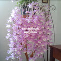 Dendrobium Aphyllum