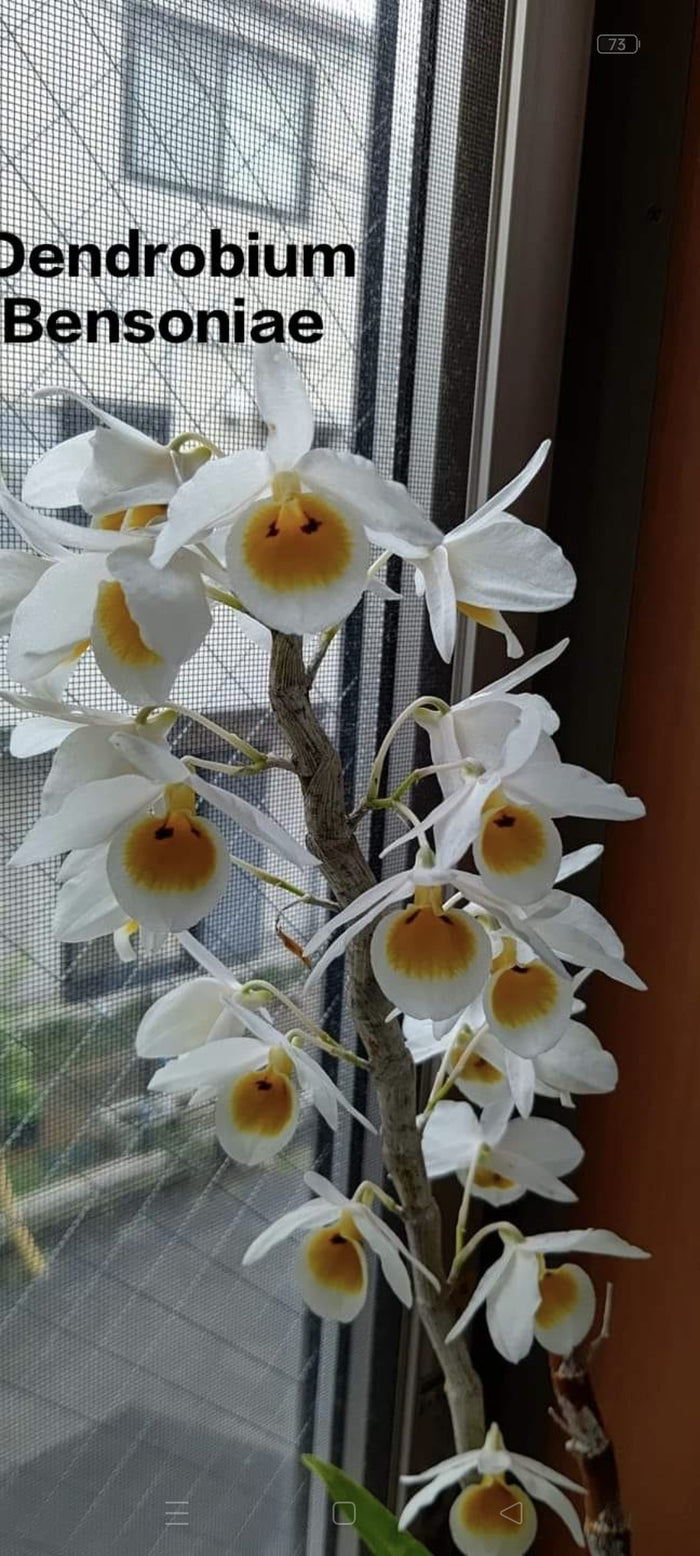 Dendrobium Bensoniae