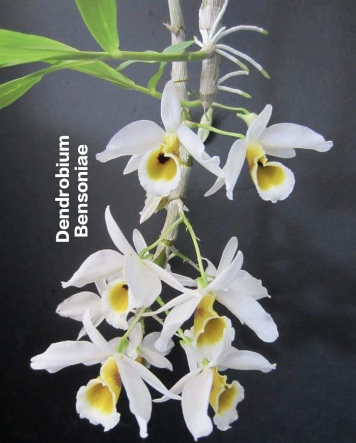 Dendrobium Bensoniae
