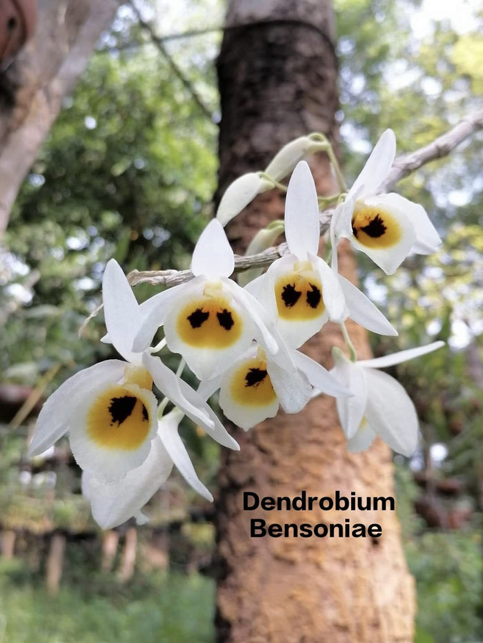 Dendrobium Bensoniae