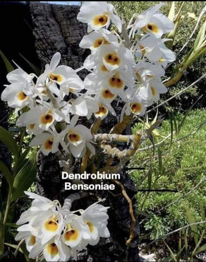 Dendrobium Bensoniae