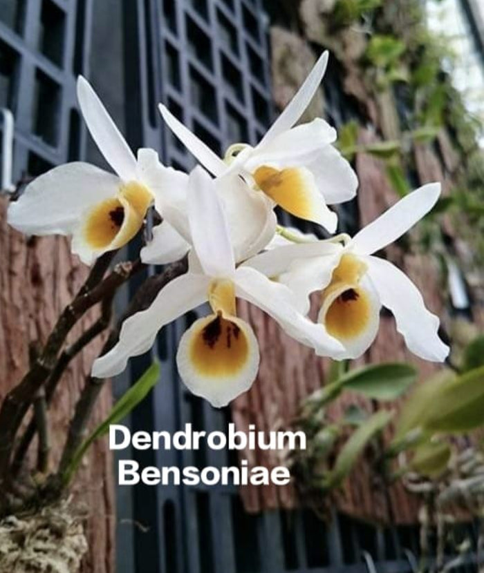 Dendrobium Bensoniae