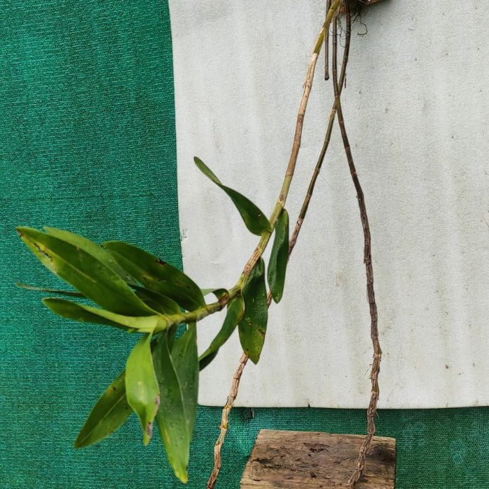 Dendrobium bullenianum (Golden Cane Orchid)